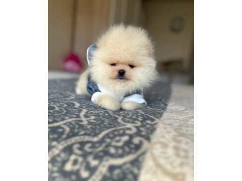 Bal gibi 2 ayıcık pomeranian