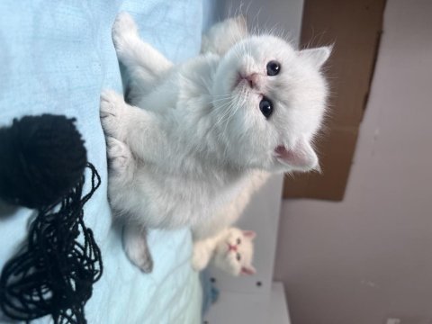 Show kalite british shorthair bebeklerimiz