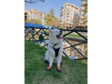 Ücretsiz samoyed sahiplendirme