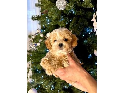 Maltipoo yavrularımız