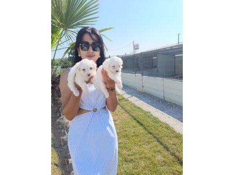 Terrier maltese yavrular