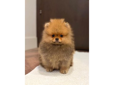 Pomeranian boo ayı surat yavrularımız