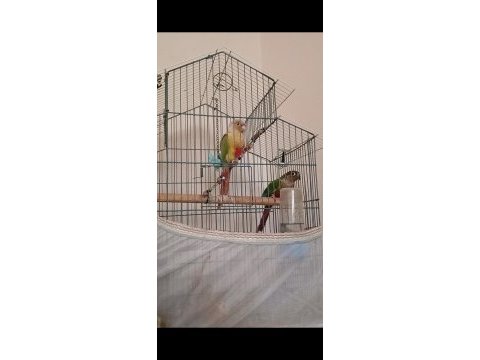 Konur papağanları