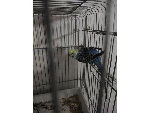 Çift genç muhabbet kuşu herşeyiyle birlikte