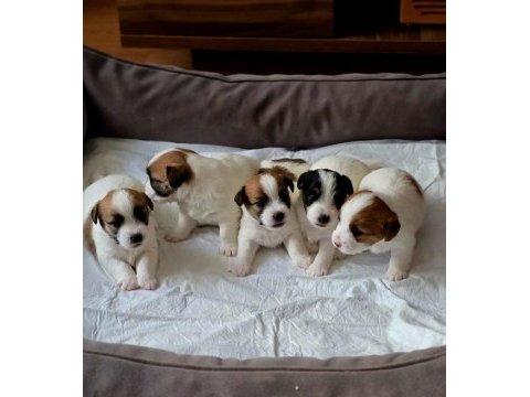 Şecereli jack russell yavrular