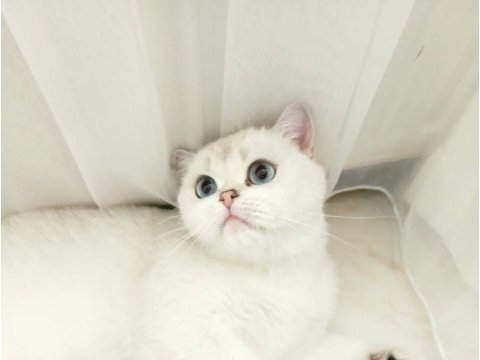 British shorthair can dostumuza yeni yuvasını arıyoruz