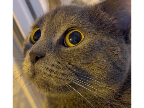 British shorthair cinsi kedimi sahiplendirmek istiyorum