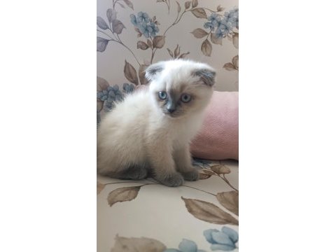 Güzel scottish fold kızımız yeni yuvasını arıyor