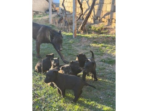 Belcika dark malinois