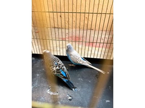 Jumbo yavru alınmış takım muhabbet kuşu