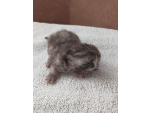 Safkan chinchilla yavrularımız sahiplendirilecektir
