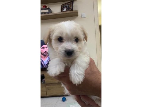 60 günlük maltese terrier ped eğitimleri var