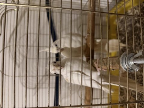 Takım sultan papağanı albino beyaz kırmızı göz