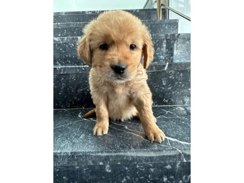 A kalite sağlık ırk garantili golden retriever yavrular
