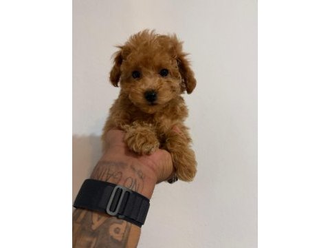 Harika poodle bebekler
