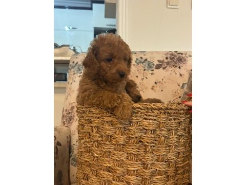 Yavru poodle