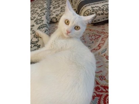 Beyaz british shorthair konya