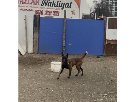 Erkek belçika kurdu 1 yaşında