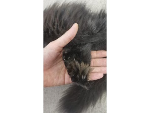 Maine coon dişi yavru polydact 6677