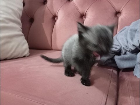 Teslime hazır blue point british shorthair yavrular