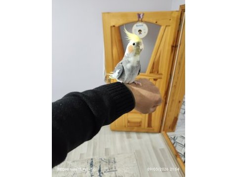 Çift sultan papağanı
