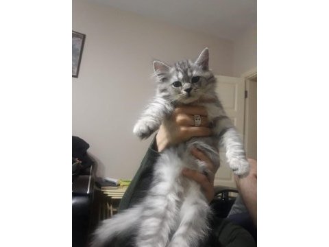 British longhair dişi aşıları herşeyi tam