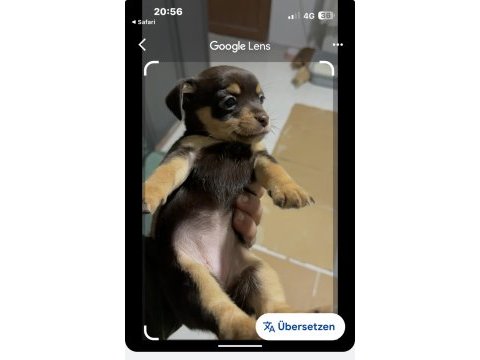 Chihuahua yavrularımız yeni sahiplerine bekliyor