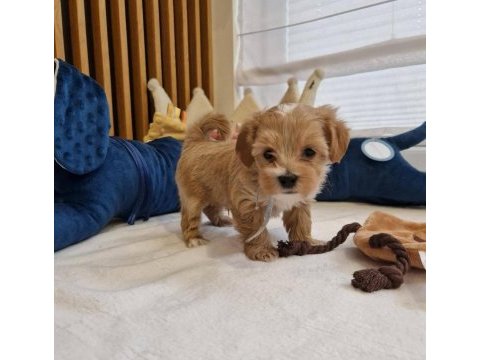 Kusursuz güzellikleriyle maltipoo yavrularımız