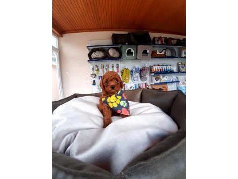 Orjinal toy ve minyatür toy poodle köpeği