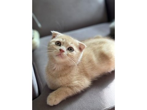 Erkek scottish fold