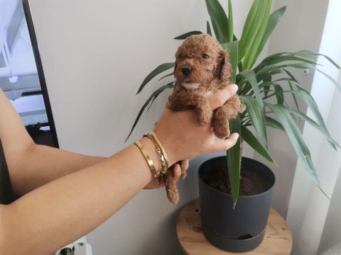 Üst kalite 0 numara maltipoo yavrularımız
