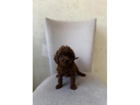 En koyusunu isteyene dark redbrown erkek kore toy poodle