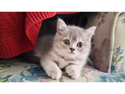 British shorthair ömürlük yuva arıyoruz!