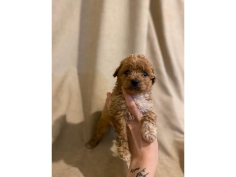 Mikro boy toy poodle bebeklerim