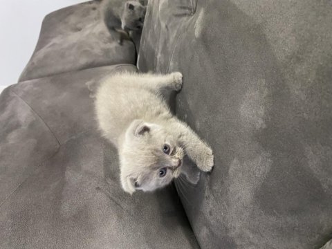 2 yavru kaldı british shorthair