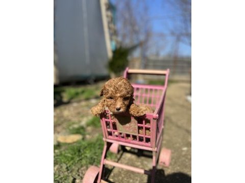 Toy poodle yavrularımız