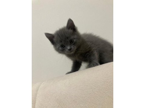 Anne ve baba russian blue