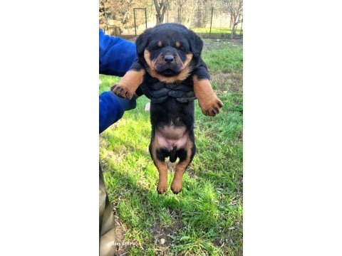 Üst düzey kalite rottweıler piyasaya göre uygun
