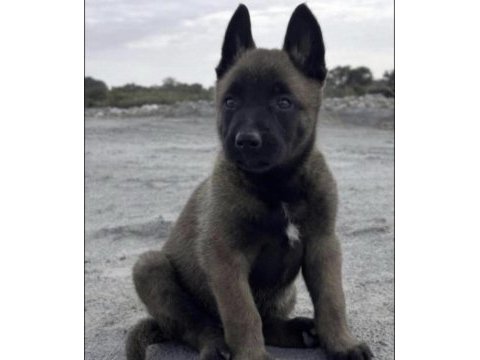 Belçika kurdu eğitimli ve sosyal