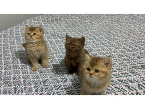 British shorthair yavrularımız