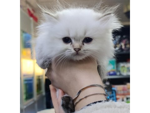 İki aylık british longhair