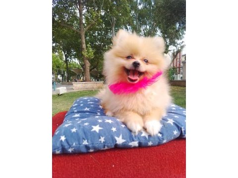 A kalite pomeranian yavrularımız