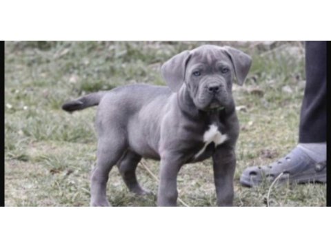 Cane corso köpeği
