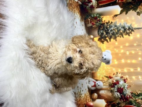 Kıvır kıvır maltipoo