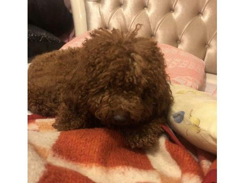 Orjinal poodle yavrular