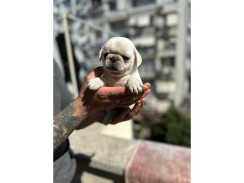 Egzotic white pug kardeşler