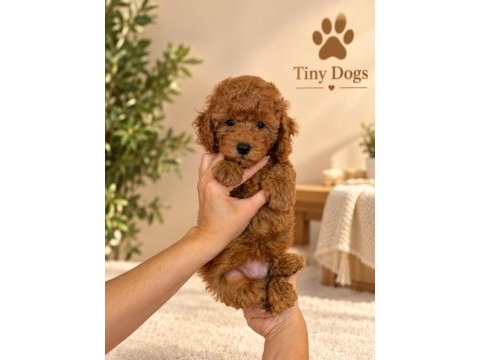 Sevimli mini poodle bebeklerimiz