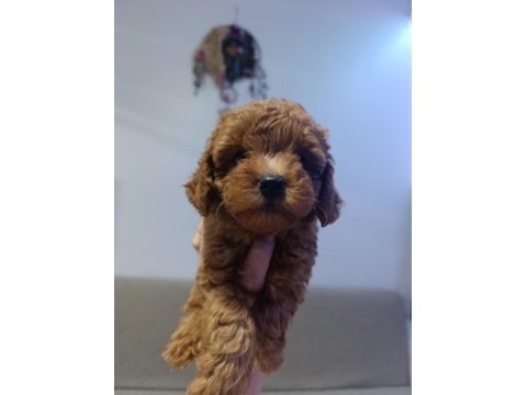 Kore ve toy poodle yavrularımız aileleri bekliyor