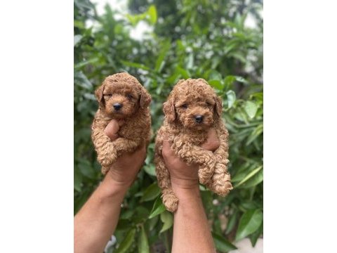 Toy poodle bebekler