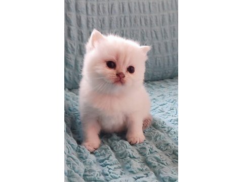 Kaliteli sağlıklı british longhair yavrular